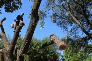 tree removal in Brandon