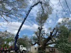 Tree service in Valrico FL
