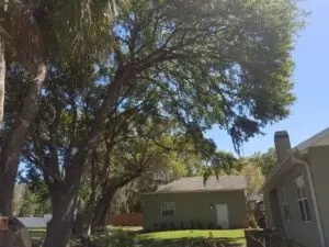 tree service Seffner Fl