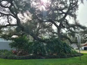 Brandon Tree Service