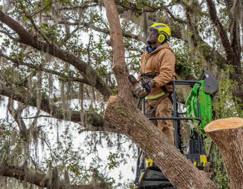 Tree trimming in Brandon