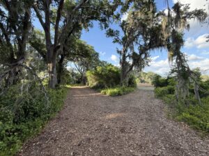 Tree service in Brandon
